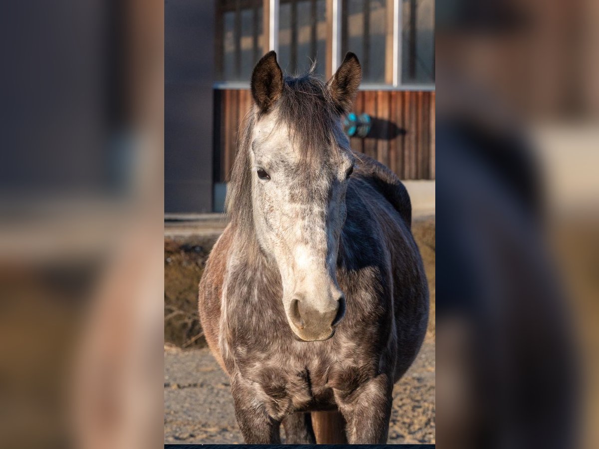 Inne konie gorącokrwiste Klacz 8 lat in Stainz