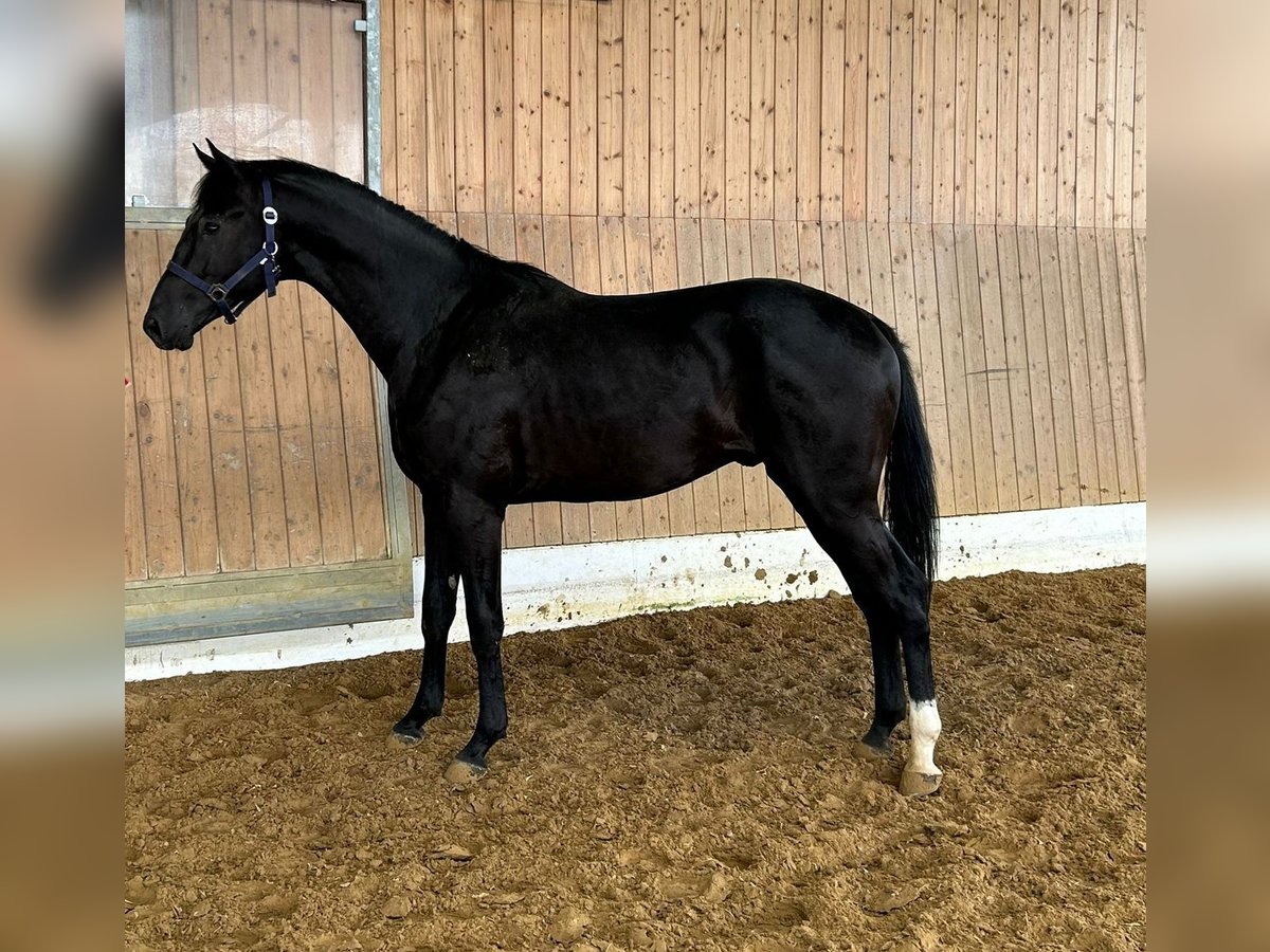 Inne konie gorącokrwiste Ogier 2 lat 162 cm Skarogniada in Verl