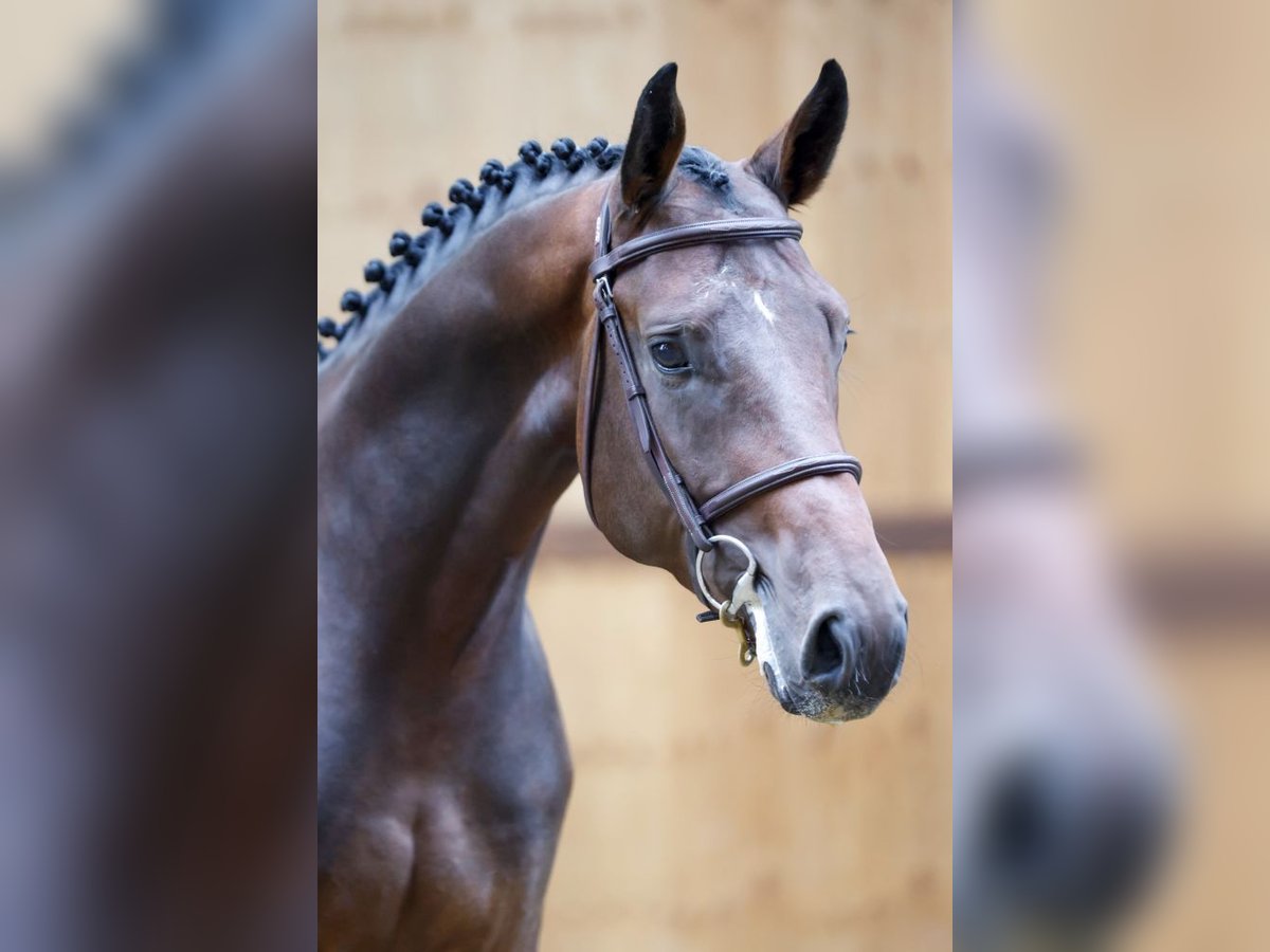 Inne konie gorącokrwiste Ogier 3 lat 165 cm Gniada in Kinrooi