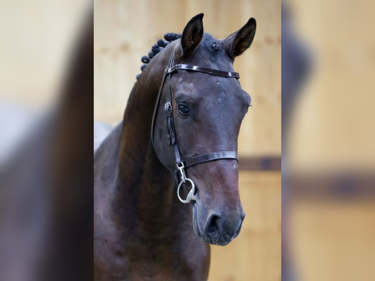 Inne konie gorącokrwiste Ogier 3 lat 165 cm Kara in Kinrooi