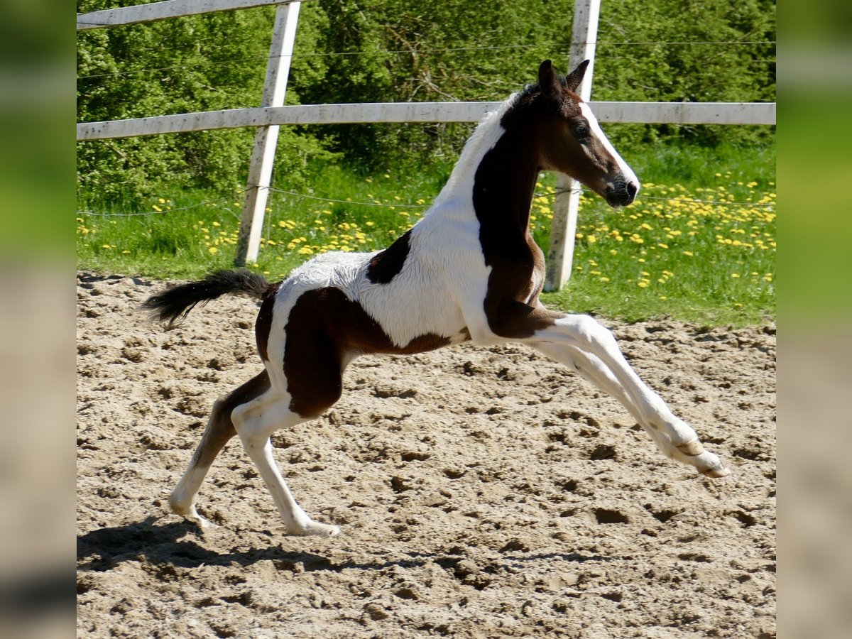 Inne konie gorącokrwiste Ogier  170 cm Srokata in Borgentreich