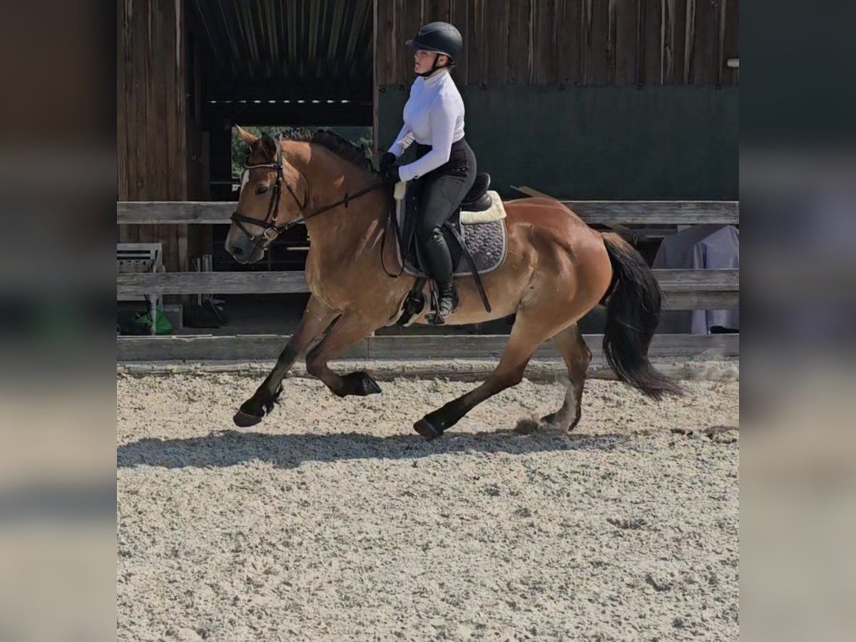 Inne konie gorącokrwiste Mix Wałach 12 lat 156 cm Gniada in Kressbronn am Bodensee