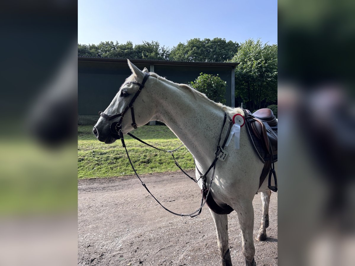 Inne konie gorącokrwiste Wałach 12 lat 167 cm Siwa in Lindlar