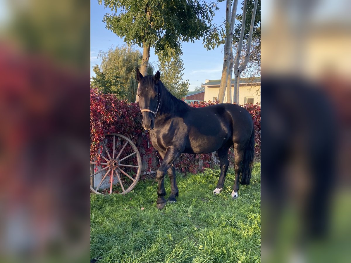 Inne konie gorącokrwiste Wałach 17 lat 170 cm Kara in L&#xFC;bben (Spreewald)