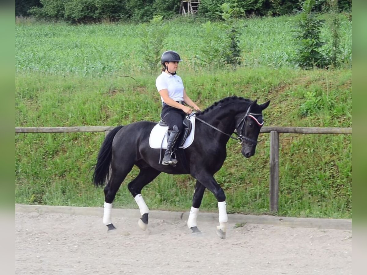 Inne konie gorącokrwiste Wałach 3 lat 170 cm Kara in Wellheim