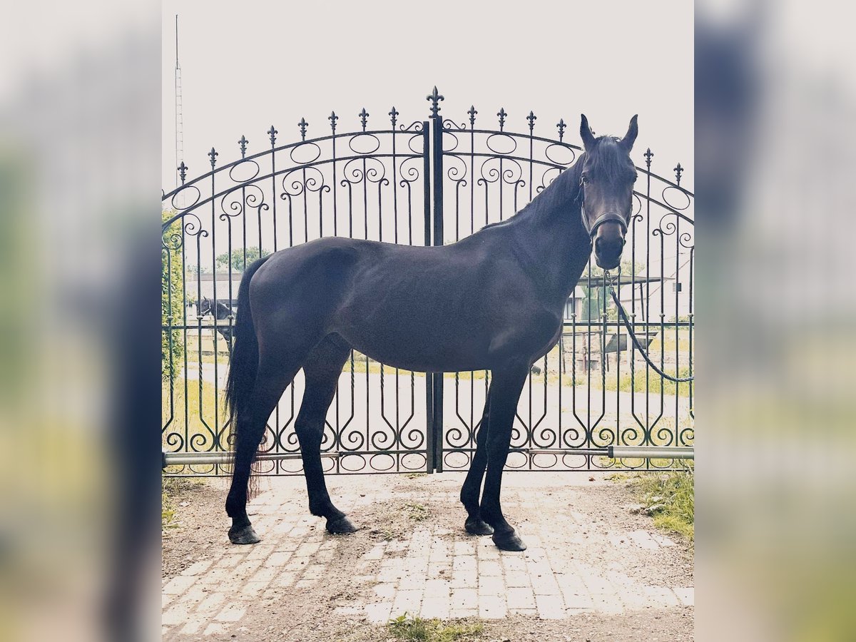 Inne konie gorącokrwiste Wałach 4 lat 162 cm Ciemnogniada in Heusden zolder