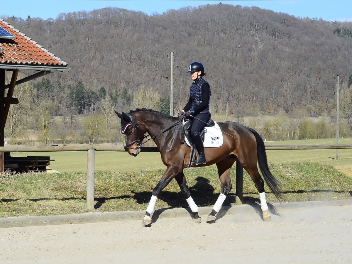 Inne konie gorącokrwiste Wałach 4 lat 172 cm Ciemnogniada in Wellheim