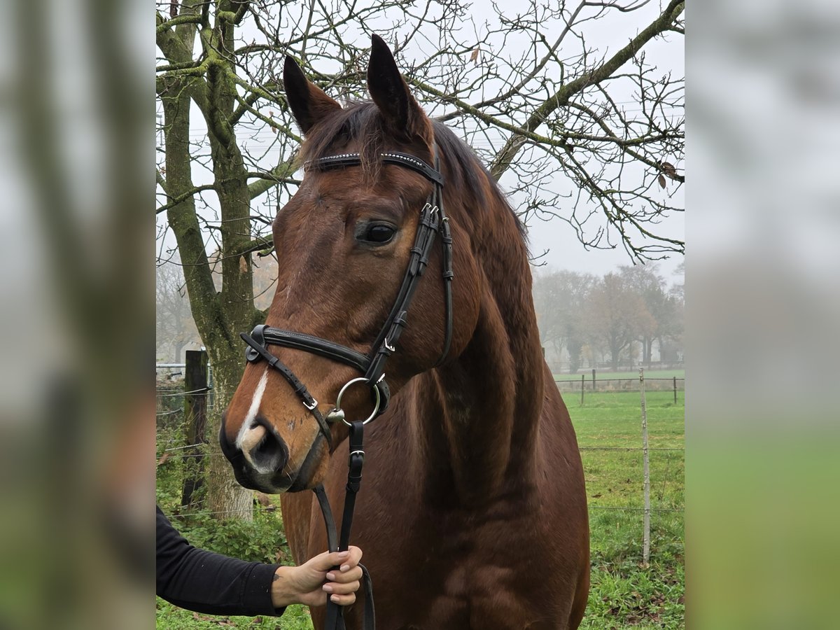 Inne konie gorącokrwiste Wałach 5 lat 167 cm Gniada in Wachtendonk