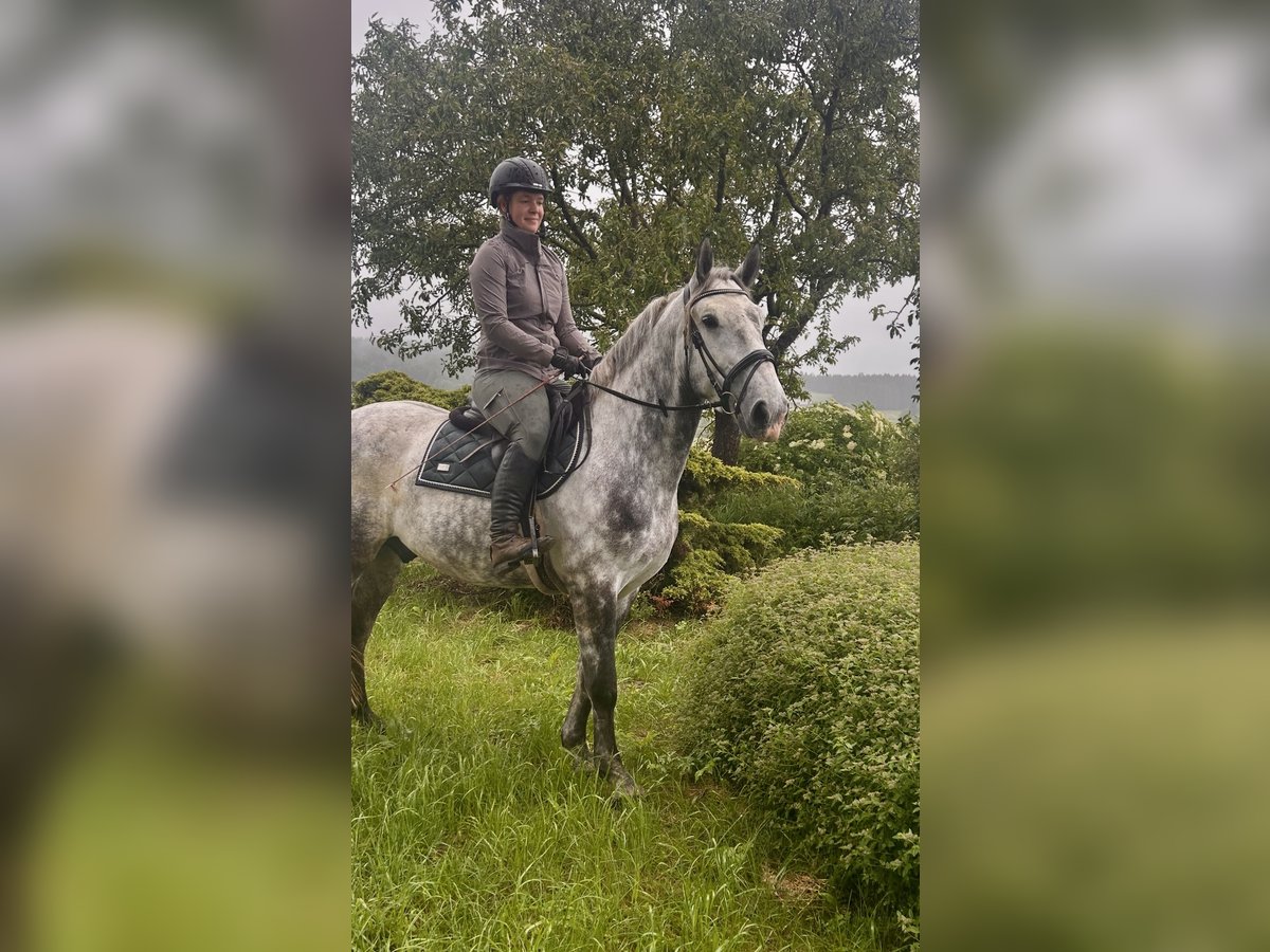 Inne konie gorącokrwiste Wałach 6 lat 162 cm Siwa jabłkowita in Pelmberg