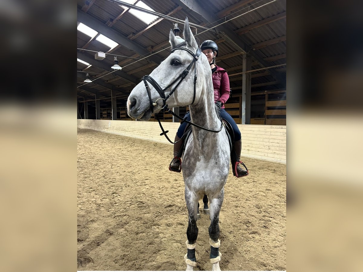 Inne konie gorącokrwiste Wałach 6 lat 182 cm Siwa jabłkowita in Pelmberg