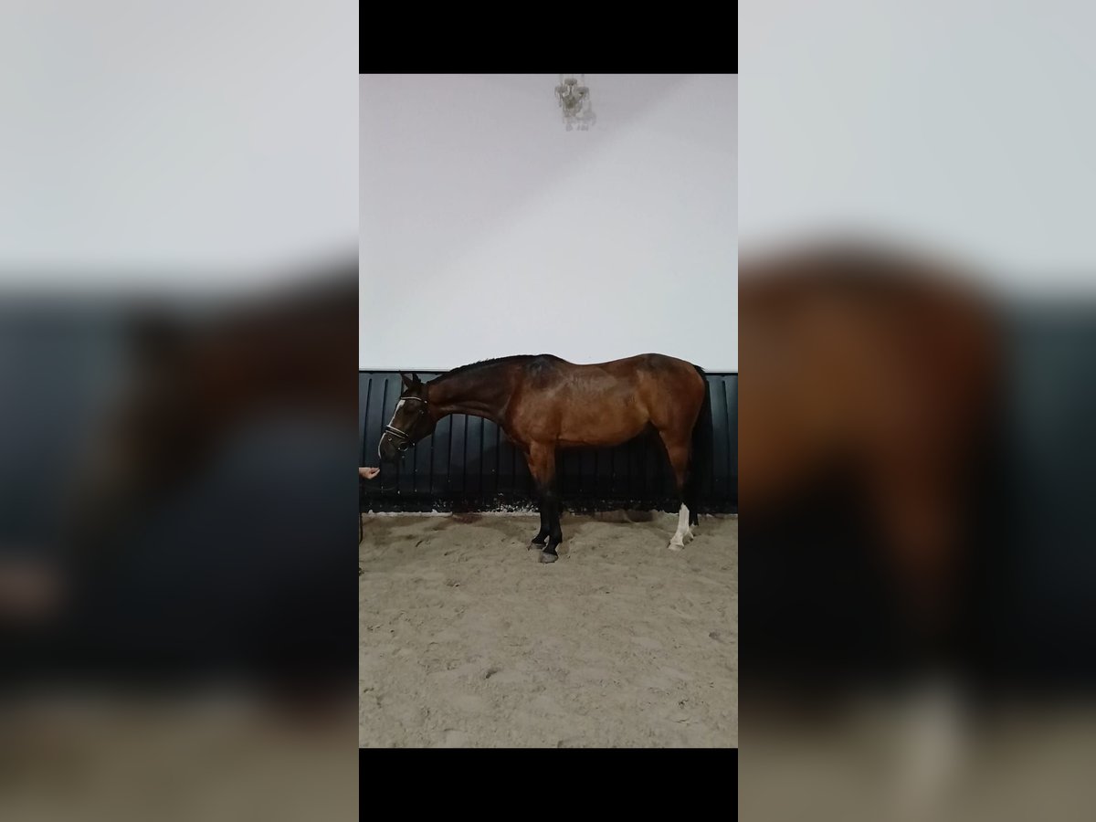 Inne konie gorącokrwiste Wałach 7 lat 160 cm Gniada in Dhronecken