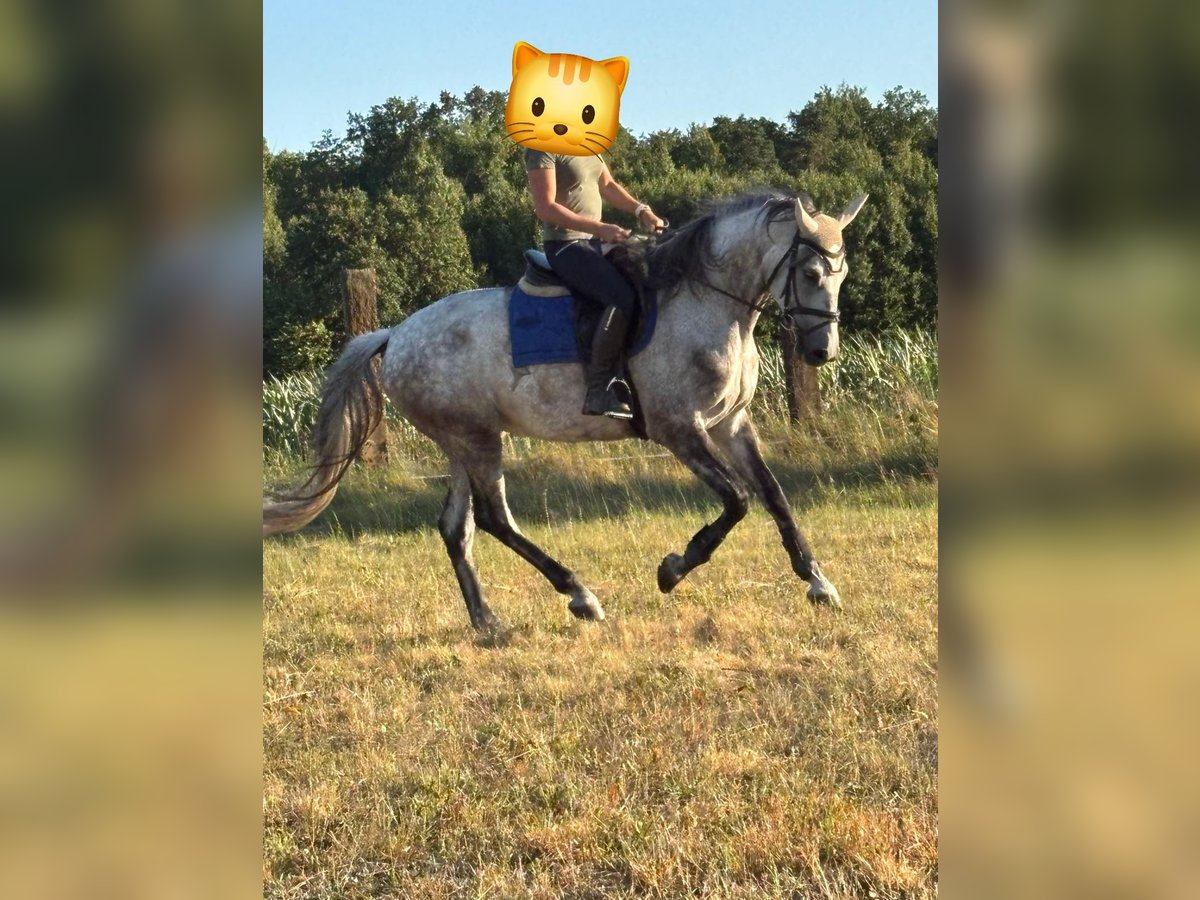 Inne konie gorącokrwiste Wałach 7 lat 165 cm Siwa in Rogalice
