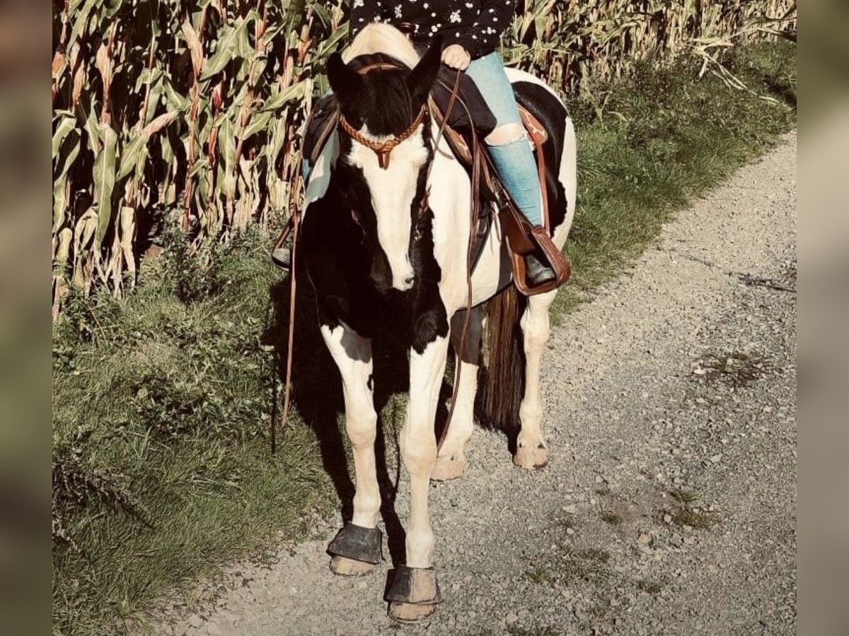 Inne konie gorącokrwiste Wałach 10 lat 165 cm Srokata in Merchweiler