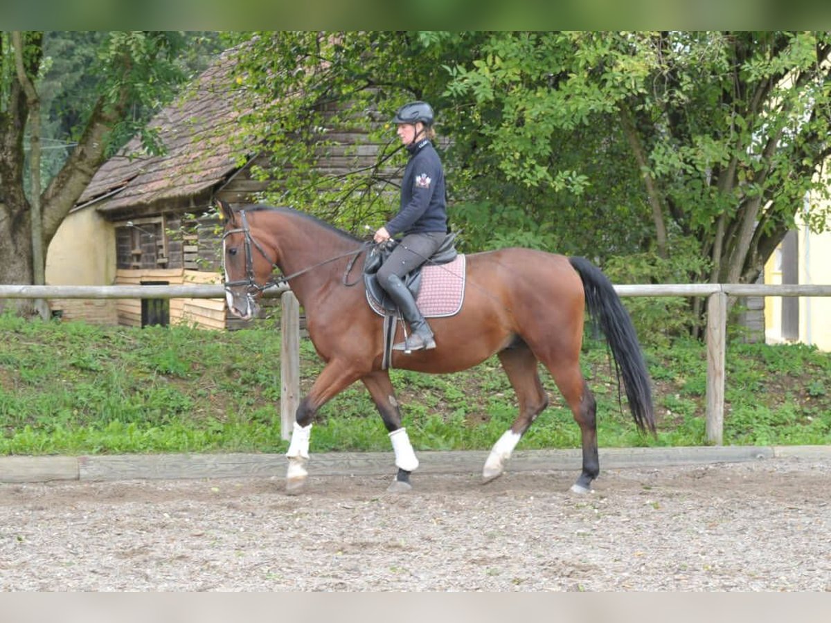 Inne konie gorącokrwiste Wałach 3 lat 166 cm Gniada in Wellheim