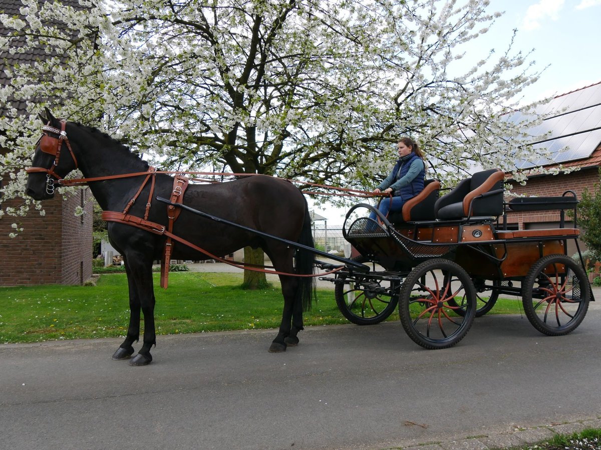 Inne konie gorącokrwiste Wałach 6 lat 166 cm in Dorsten