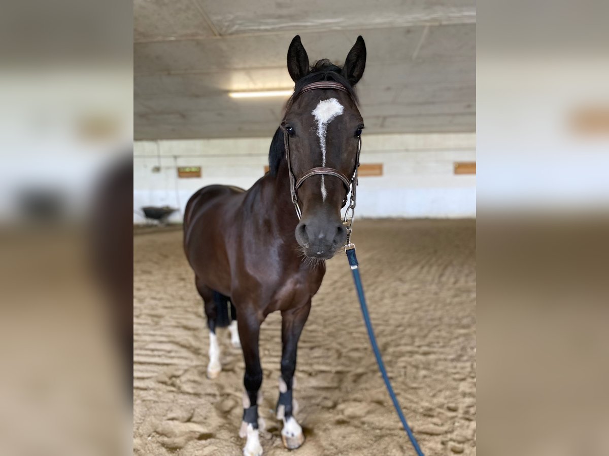 Inne konie gorącokrwiste Wałach 6 lat 170 cm Kara in Eggelsberg