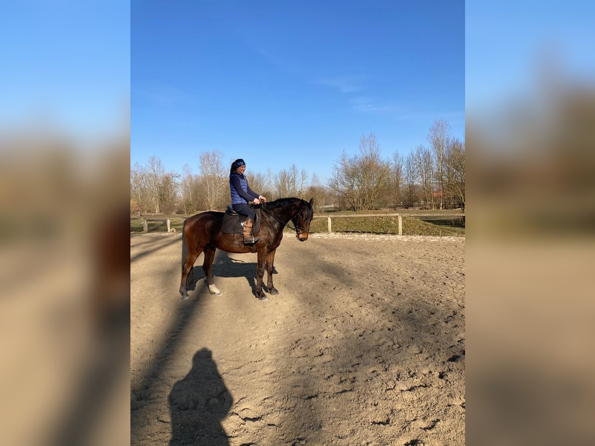 Inne konie gorącokrwiste Wałach 8 lat 155 cm Gniada in Massenhausen