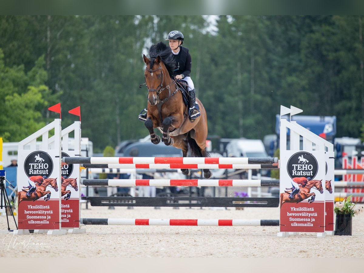 Inne konie gorącokrwiste Wałach 8 lat 163 cm Gniada in Haarajoki