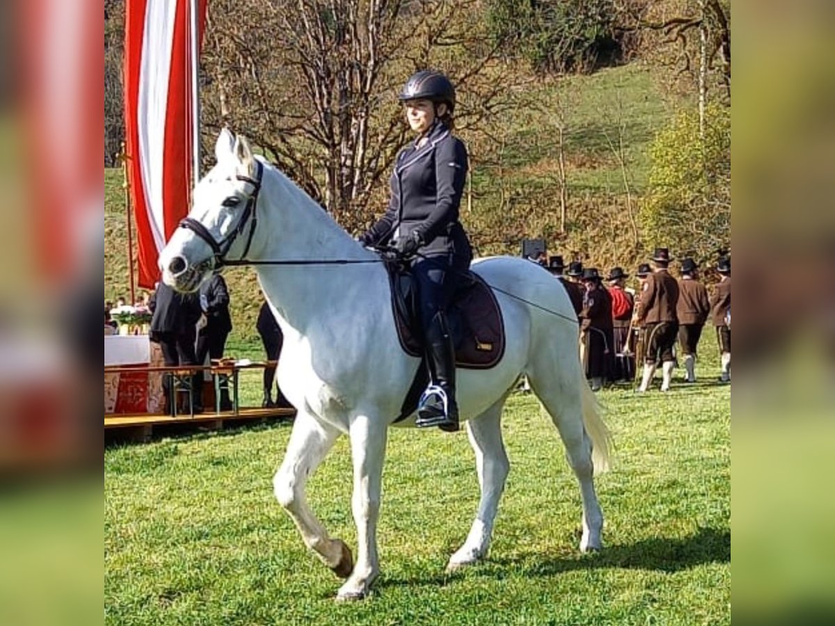 Inne konie gorącokrwiste Wałach 8 lat in Walchen