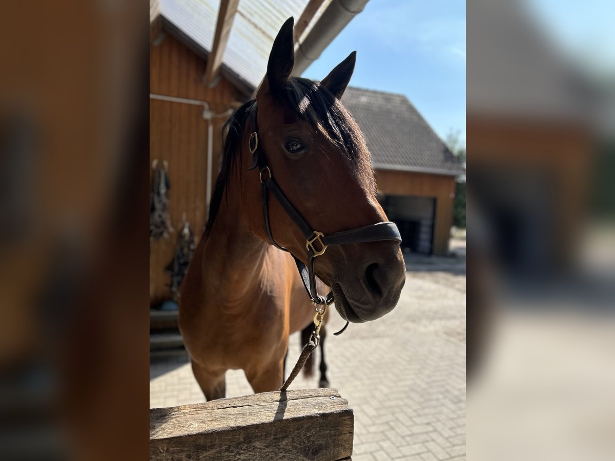 Inne konie pełnej krwi Klacz 13 lat 165 cm Gniada in Lilienthal