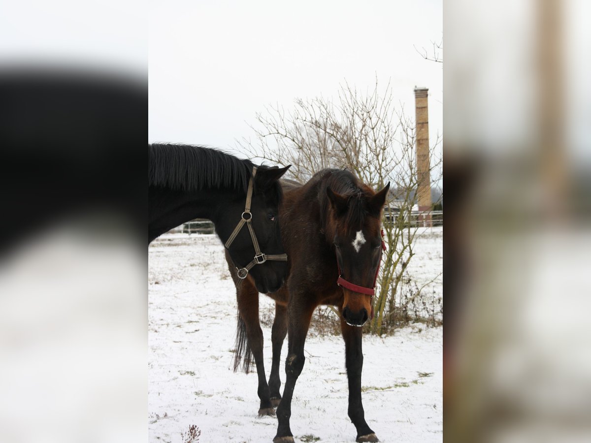 Inne konie pełnej krwi Klacz 15 lat 160 cm Gniada in Rothenburg/Oberlausitz