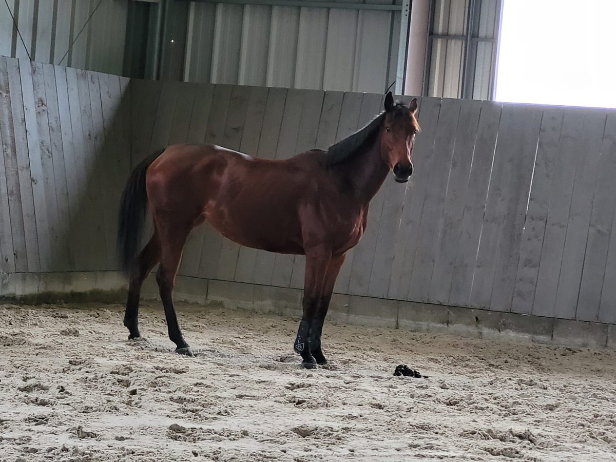 Inne konie pełnej krwi Klacz 6 lat 164 cm Gniada in Chaumes En Brie