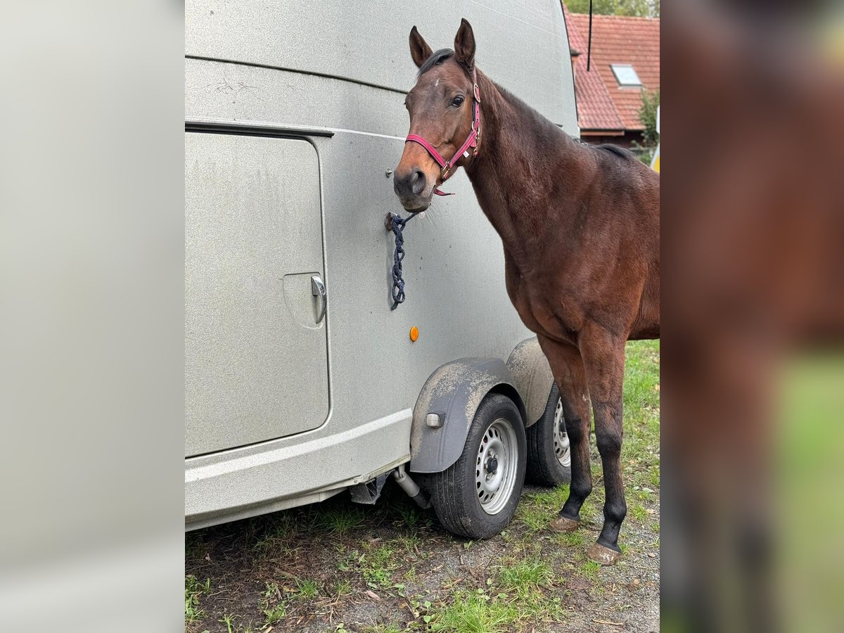 Inne konie pełnej krwi Klacz 8 lat 164 cm Gniada in Emsdetten