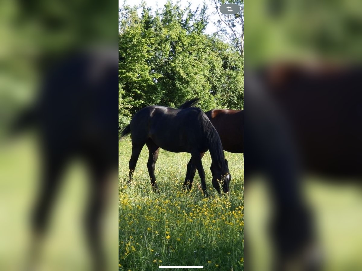 Inne konie pełnej krwi Mix Klacz 6 lat 165 cm Skarogniada in Verneville