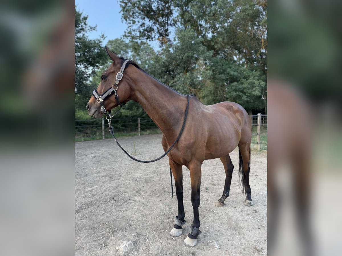 Inne konie pełnej krwi Klacz 9 lat 160 cm Gniada in Camps la Source