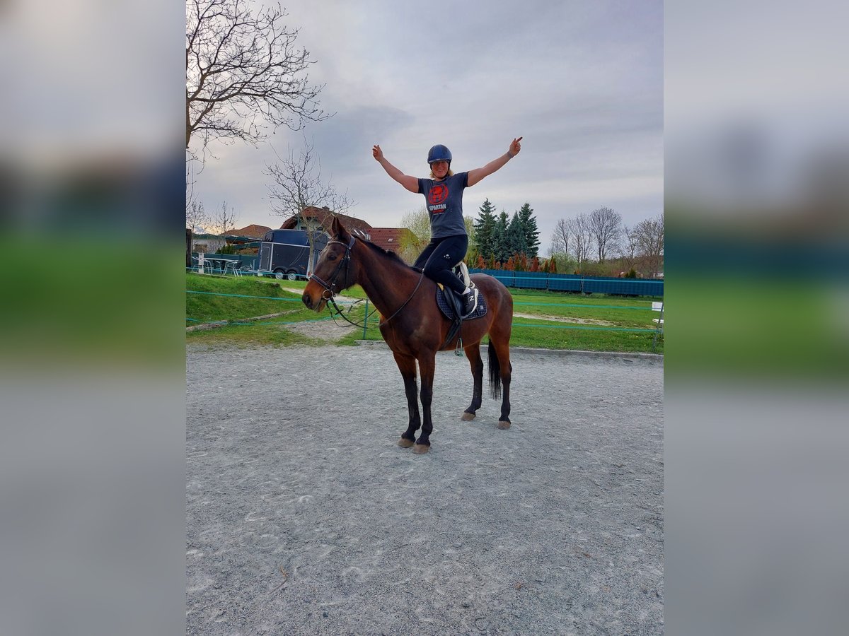 Inne konie pełnej krwi Wałach 14 lat 162 cm Ciemnogniada in Lembach
