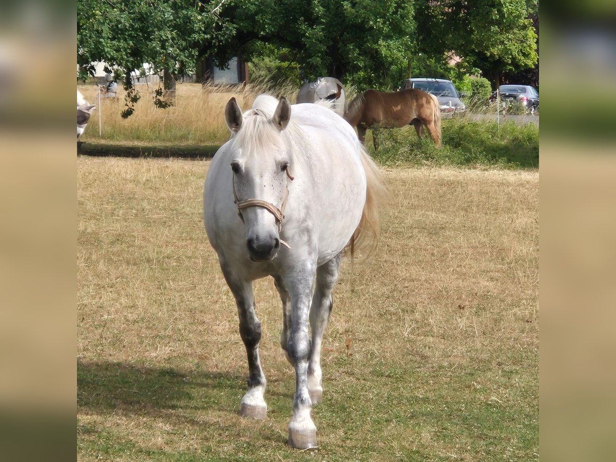 Inne konie zimnokrwiste Mix Klacz 12 lat 158 cm Siwa jabłkowita in Reiskirchen