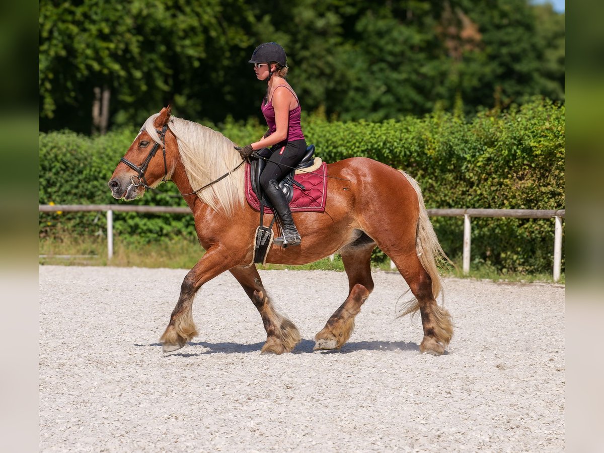 Inne konie zimnokrwiste Klacz 14 lat 155 cm Kasztanowata in Neustadt (Wied)