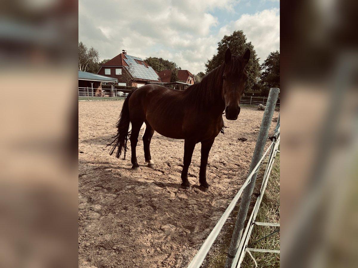 Inne konie zimnokrwiste Mix Klacz 16 lat 162 cm Gniada in Schwerinsdorf