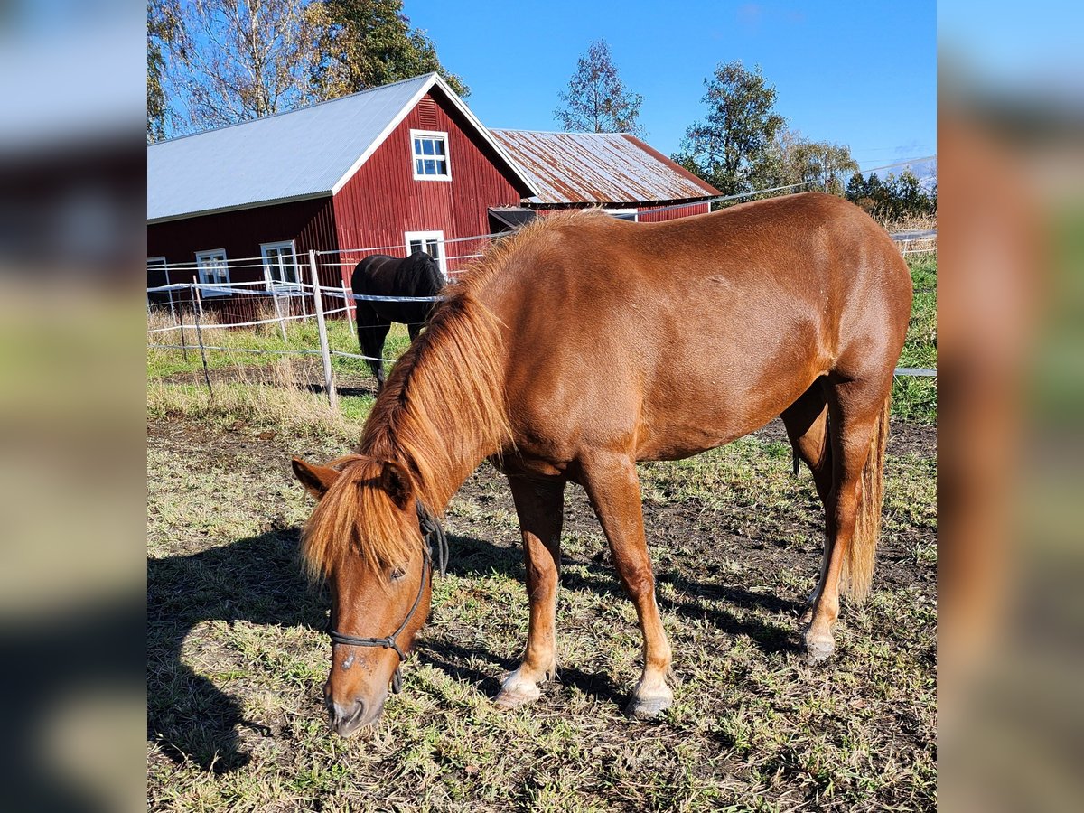 Inne konie zimnokrwiste Klacz 3 lat 150 cm Jasnogniada in Isnäs