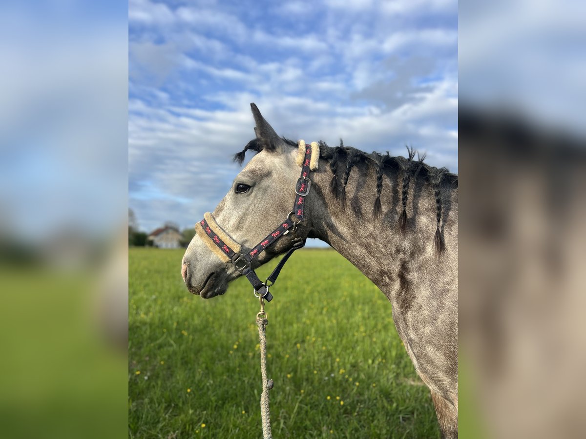 Inne konie zimnokrwiste Klacz 4 lat 150 cm Formy Brown Falb in Uttendorf