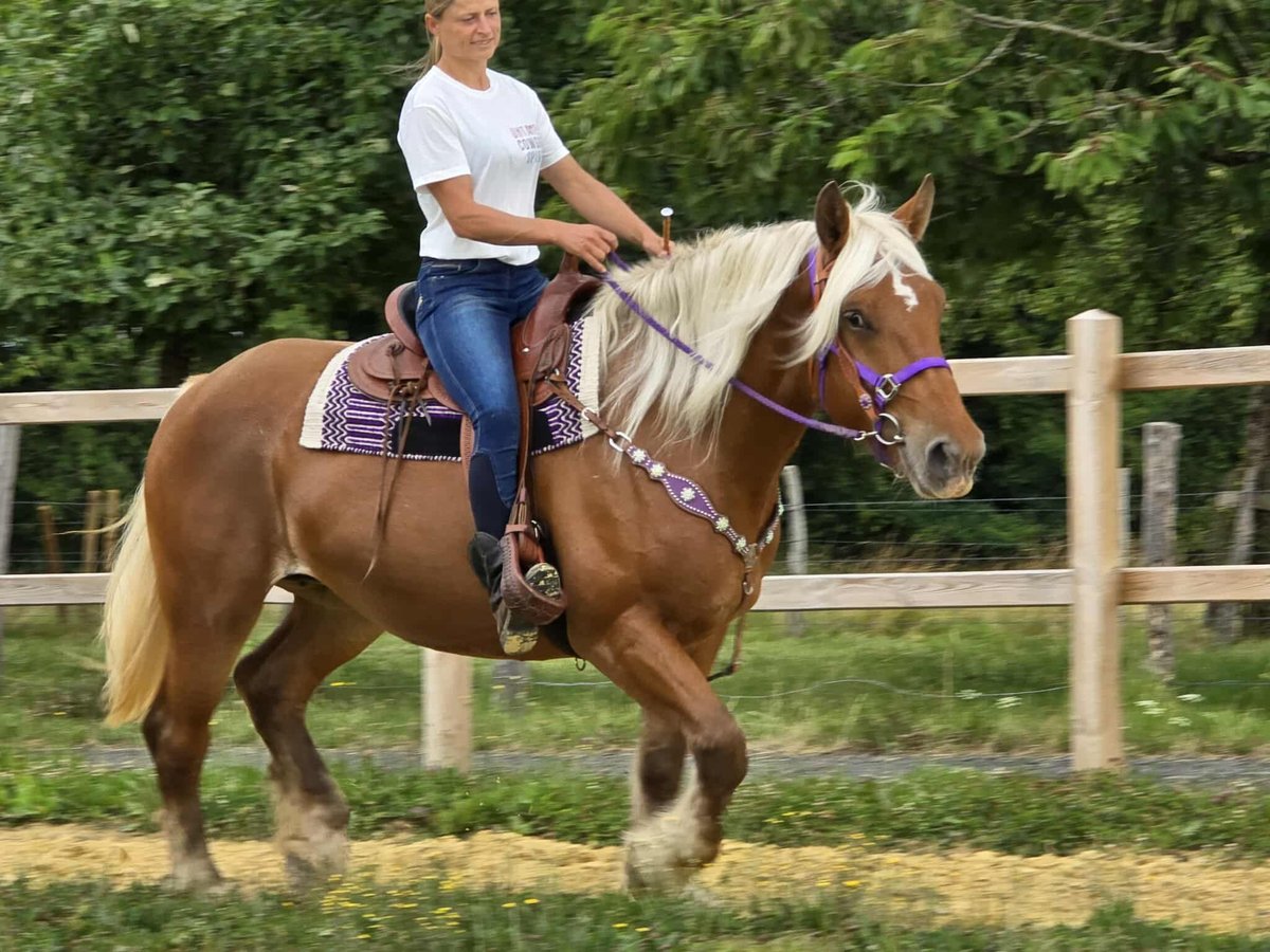 Inne konie zimnokrwiste Klacz 4 lat 163 cm Kasztanowata in Linkenbach