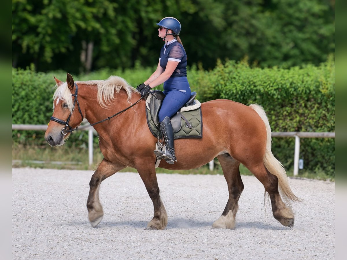 Inne konie zimnokrwiste Klacz 5 lat 155 cm Kasztanowata in Neustadt (Wied)