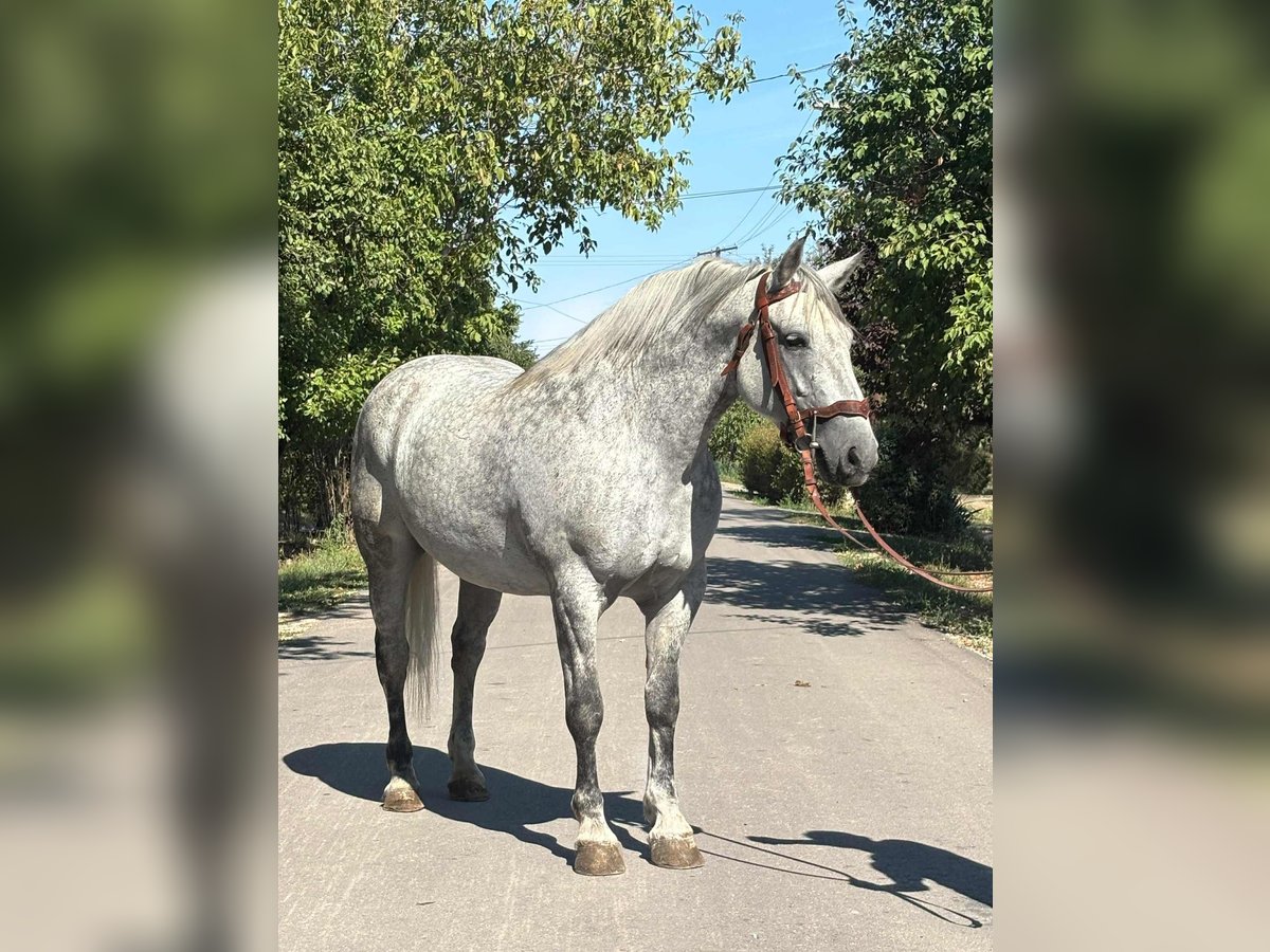 Inne konie zimnokrwiste Klacz 6 lat 158 cm Siwa in B&#xE9;k&#xE9;s