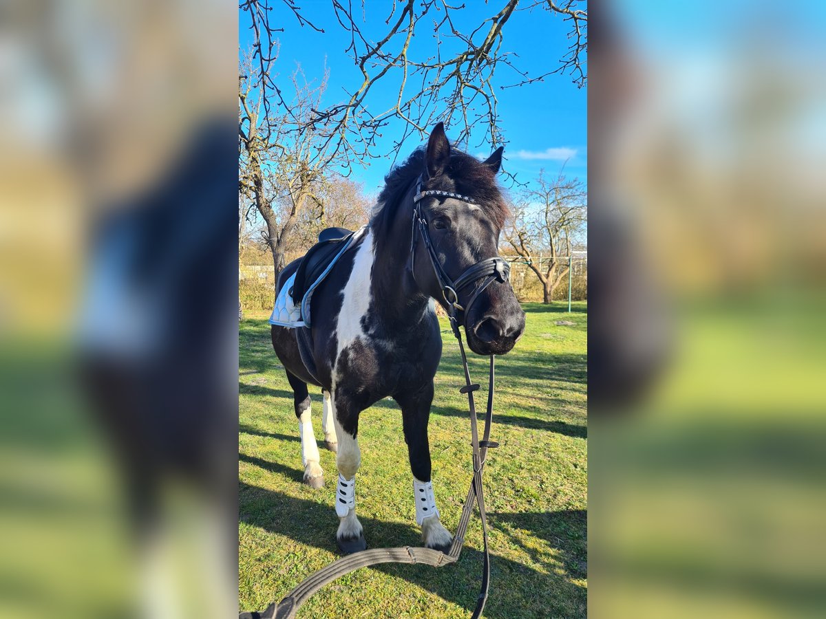 Inne konie zimnokrwiste Mix Klacz 6 lat 162 cm in Rostock