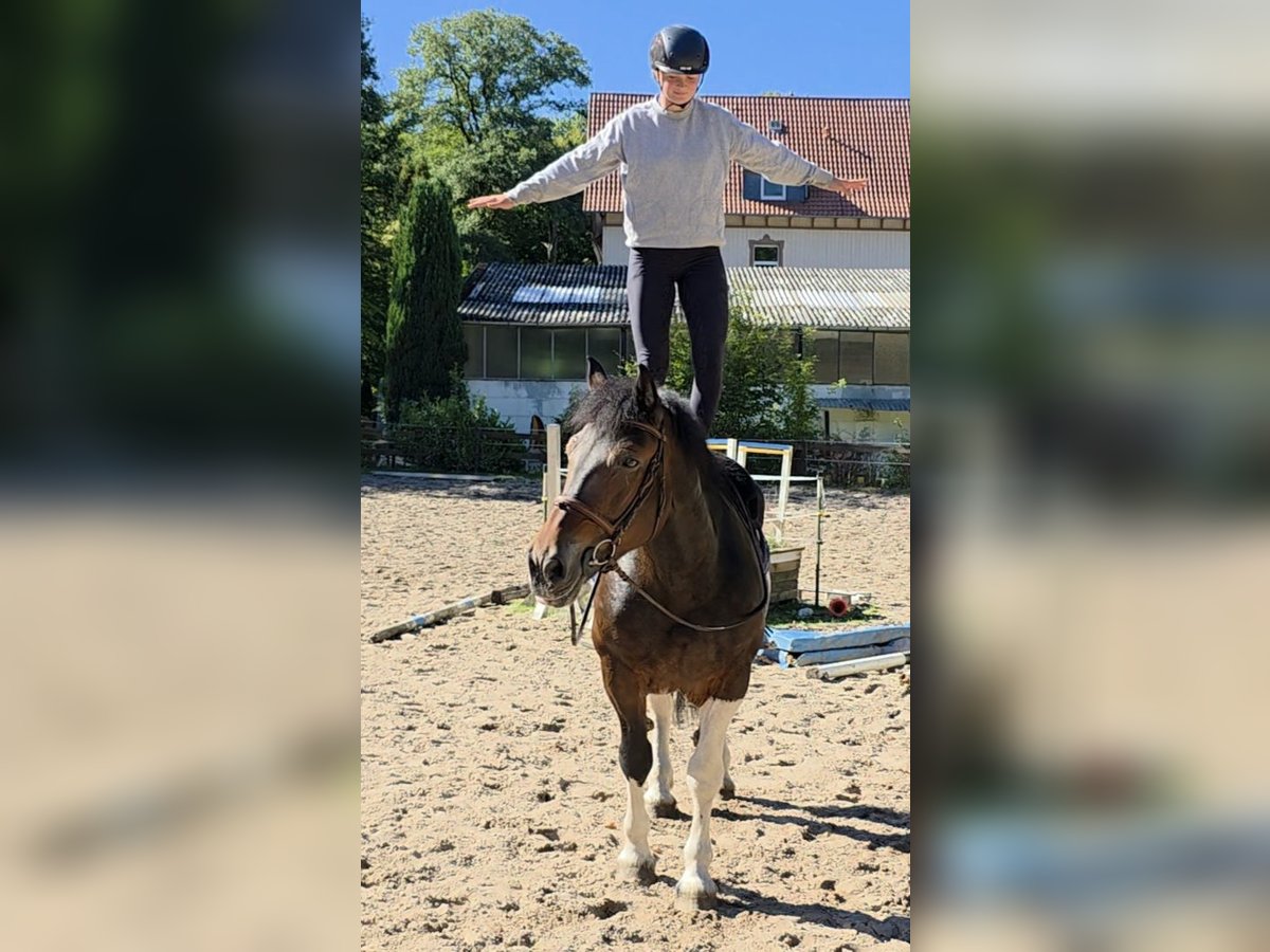 Inne konie zimnokrwiste Klacz 8 lat 160 cm Srokata in Braunschweig