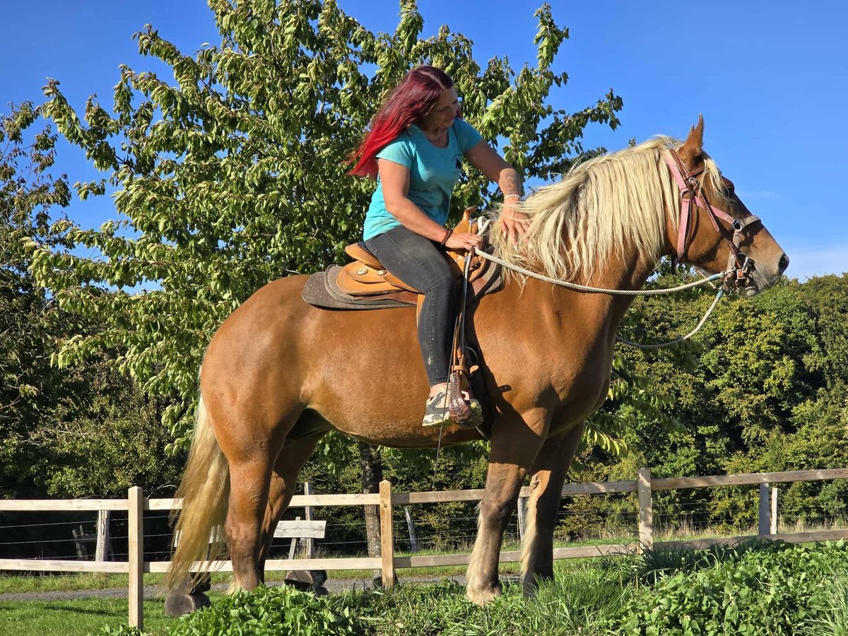 Inne konie zimnokrwiste Klacz 8 lat 163 cm Kasztanowata in Linkenbach