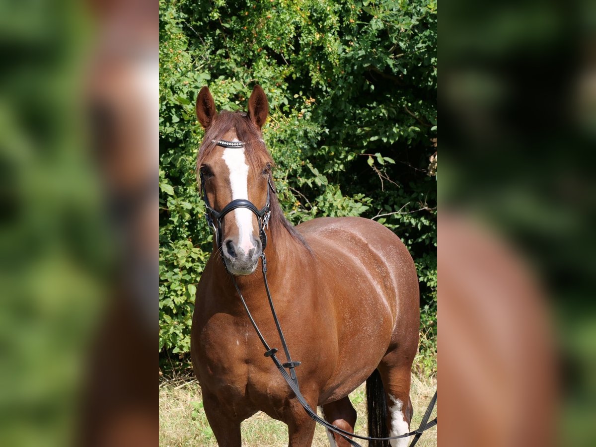 Inne konie zimnokrwiste Mix Wałach 11 lat 154 cm Cisawa in Galenberg