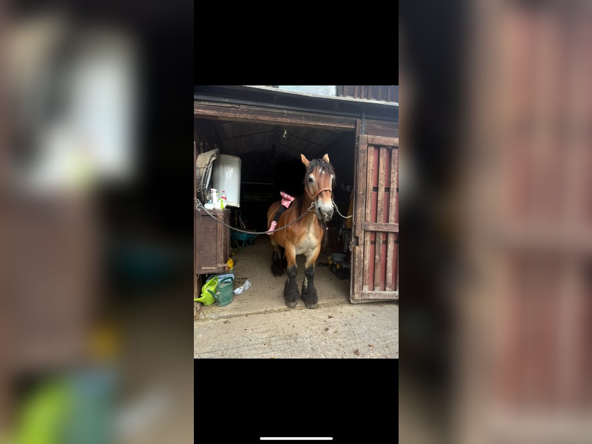 Inne konie zimnokrwiste Wałach 13 lat 161 cm Gniada in Plattling