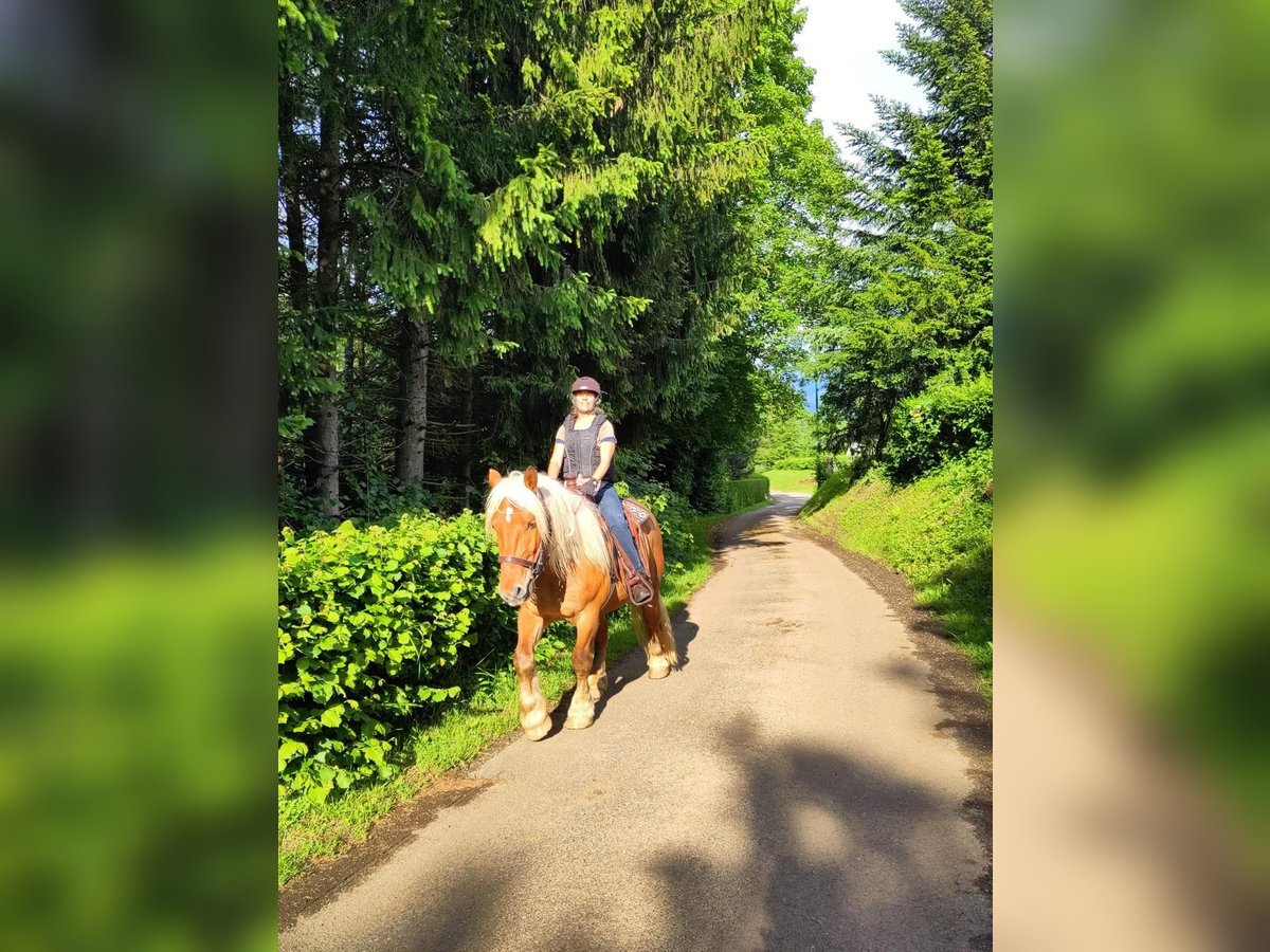 Inne konie zimnokrwiste Wałach 5 lat 154 cm in Bief