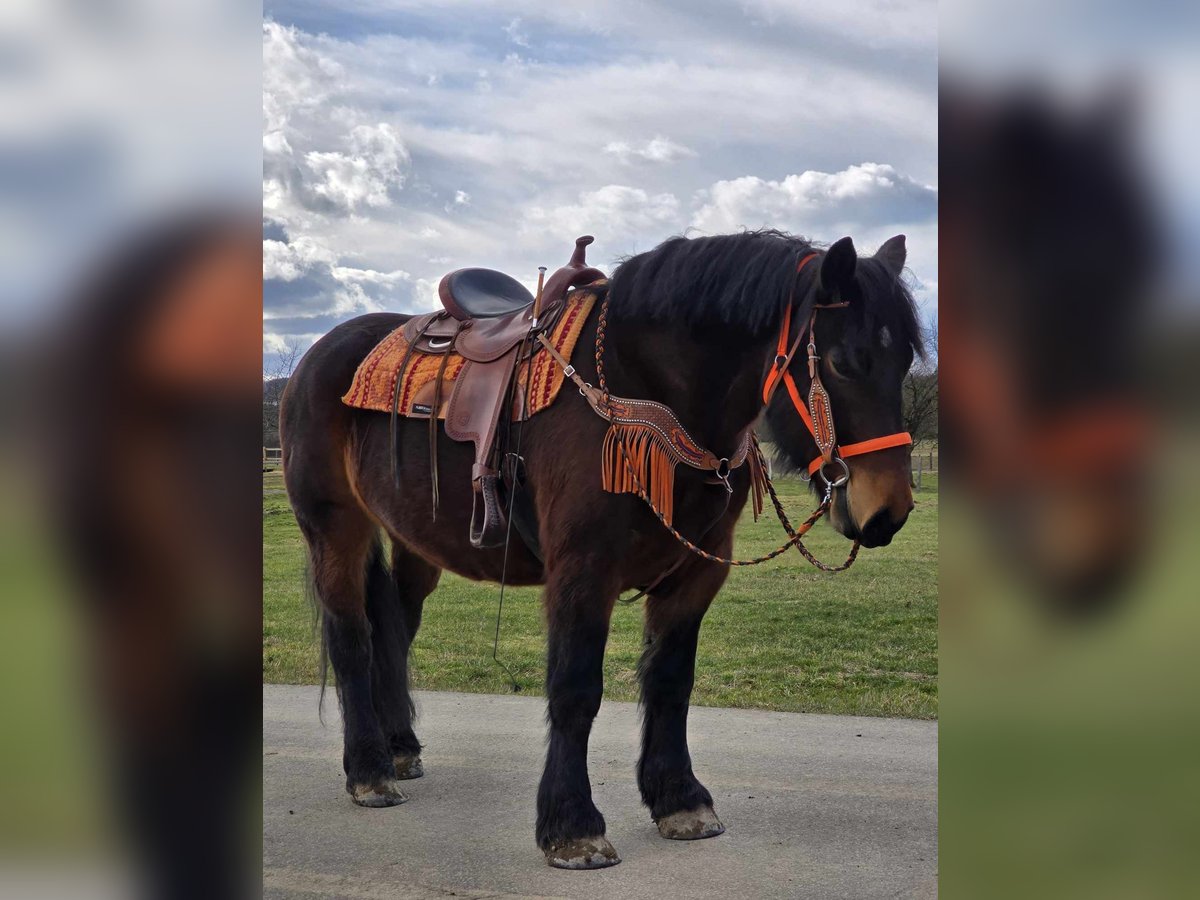 Inne konie zimnokrwiste Wałach 8 lat 163 cm Gniada in Linkenbach