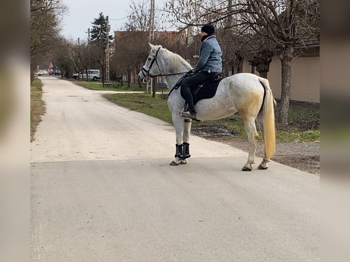 Inne kuce/małe konie Klacz 11 lat 150 cm in Deggendorf