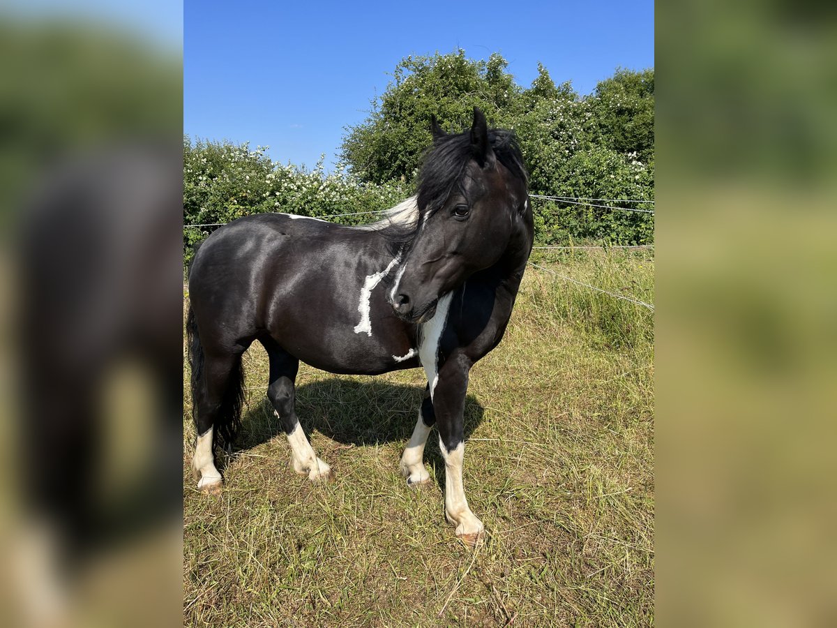 Inne kuce/małe konie Mix Klacz 12 lat 142 cm Srokata in Niefern-Öschelbronn