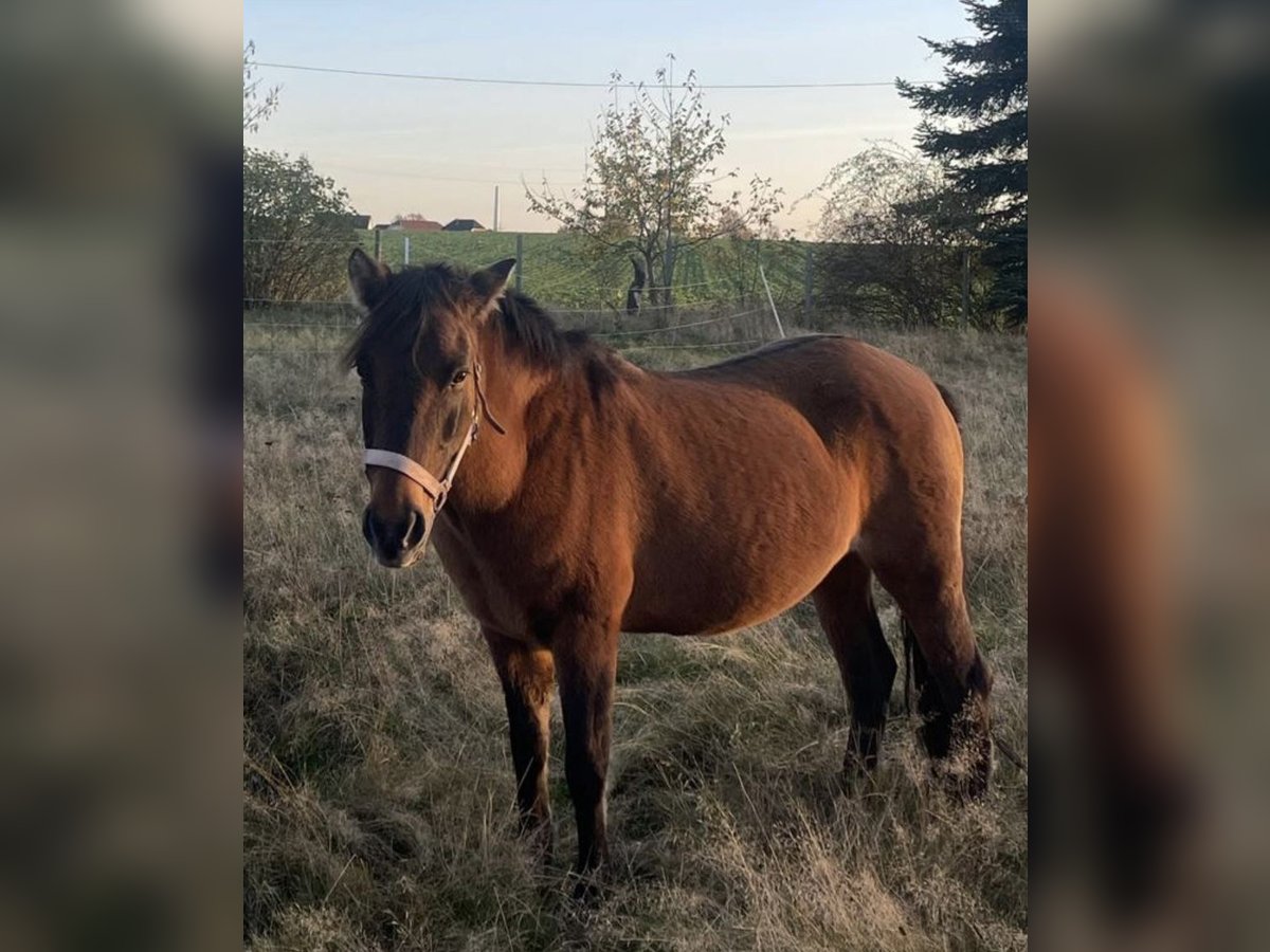 Inne kuce/małe konie Klacz 16 lat 130 cm Gniada in Norderstedt