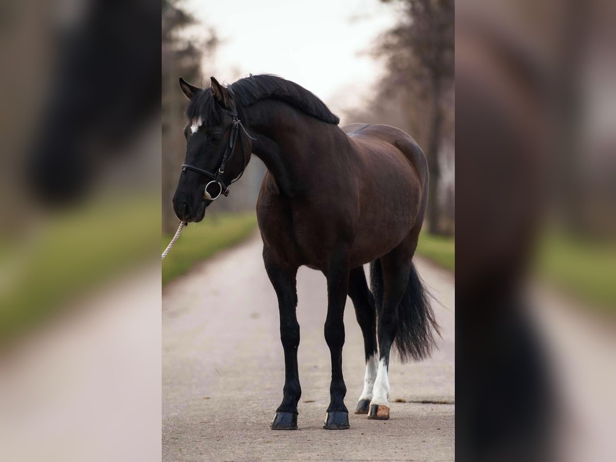 Inne kuce/małe konie Klacz 4 lat 145 cm Gniada in Deggendorf