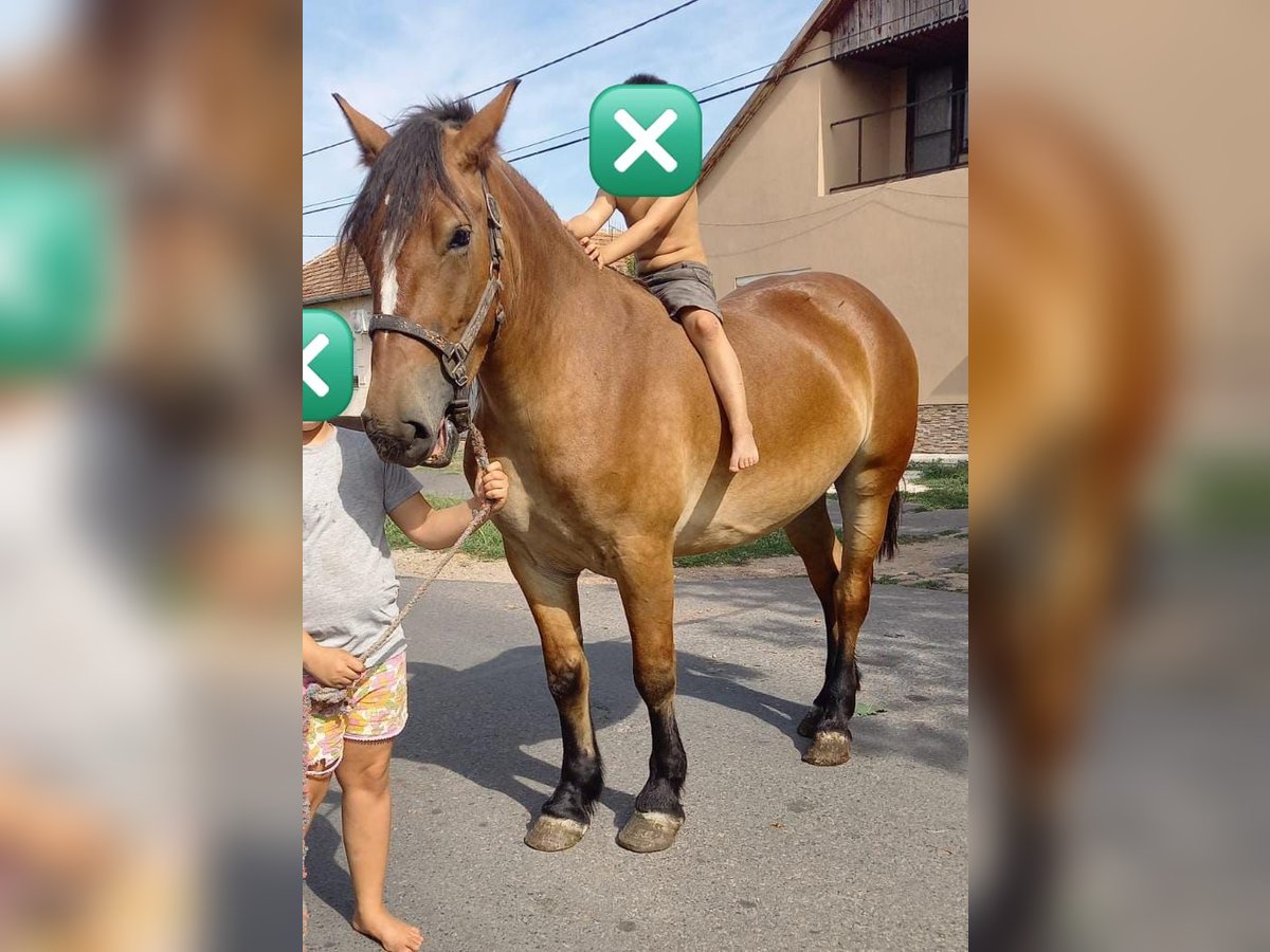 Inne kuce/małe konie Klacz 4 lat 150 cm in Deggendorf